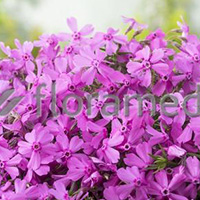 PHLOX